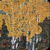 "Mixed Forest"
cattim_818_26
10" x 10"
NEW